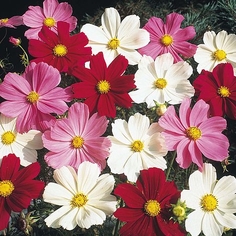 Cosmos bipinnatus 'Gazebo Mixed'