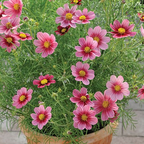 Cosmos bipinnatus 'Antiquity'