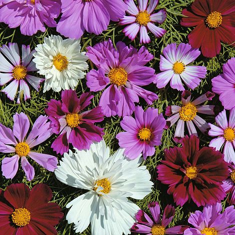 Cosmos bipinnatus 'Double All Sorts Mixed'