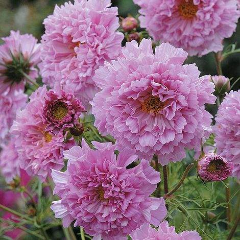 Cosmos bipinnatus 'Double Click Rose Bonbon'