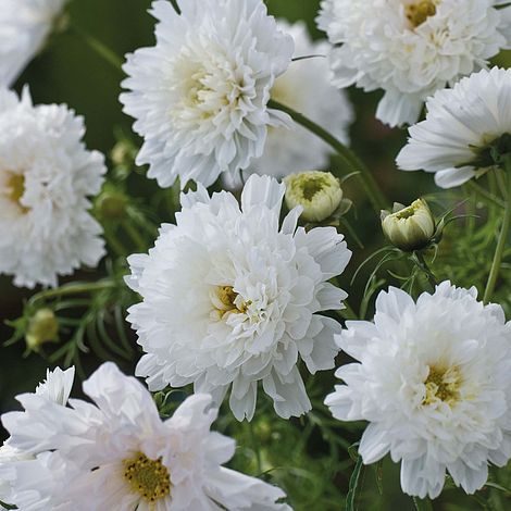 Cosmos bipinnatus 'Double Click Snow Puff'