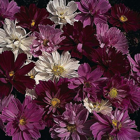 Cosmos bipinnatus 'Psyche Mixed'