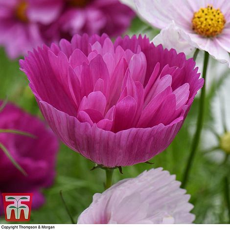 Cosmos bipinnatus 'Cupcakes and Saucers'