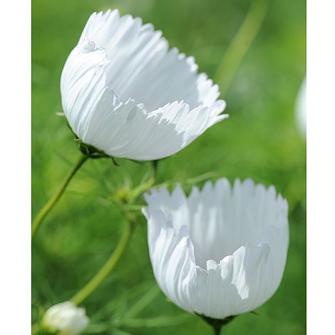 Cosmos bipinnatus 'Cupcakes White'