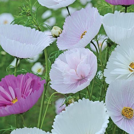 Cosmos bipinnatus 'Cupcakes'