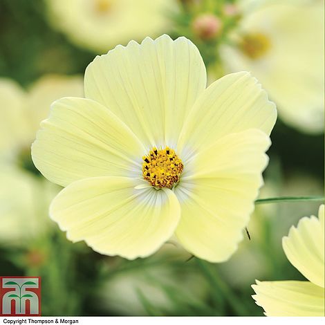 Cosmos bipinnatus 'Lemonade™'