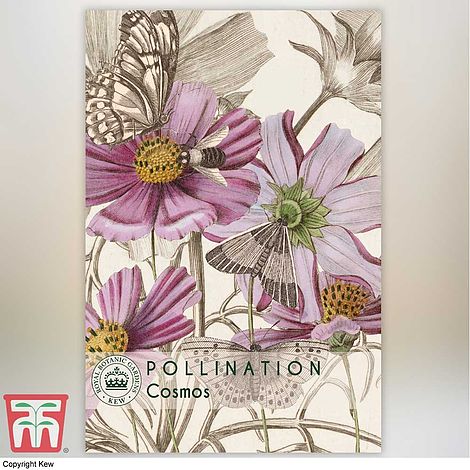 Cosmos bipinnatus - Kew Pollination Collection