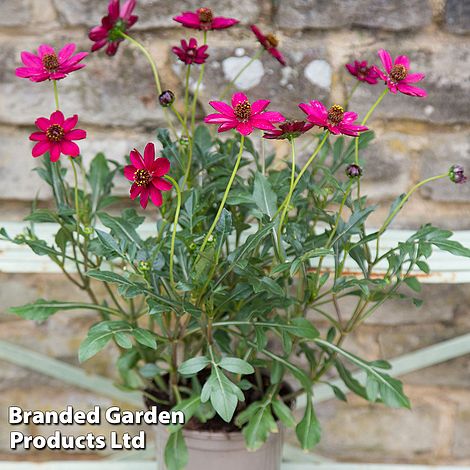 Cosmos atrosanguineus 'Cherry Chocolate' (PBR)