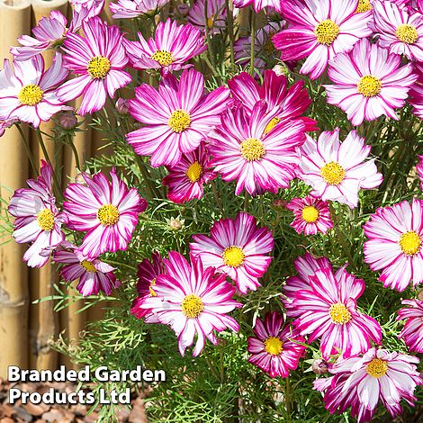 Cosmos 'Dwarf Purple Picotee'