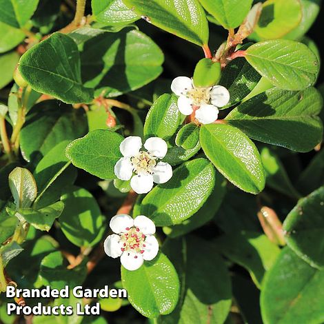 Cotoneaster dammeri