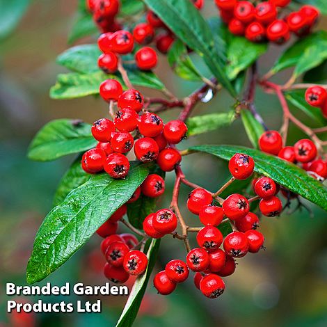 Cotoneaster lacteus