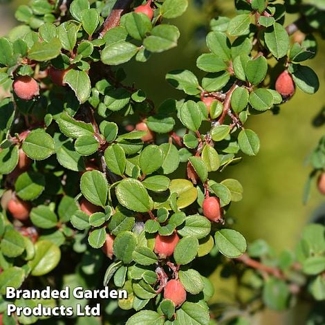 Cotoneaster microphyllus 'Streibs Findling'