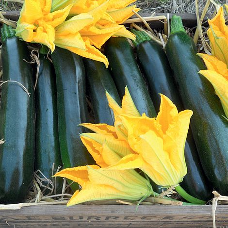 Courgette 'British Summertime' F1 Hybrid