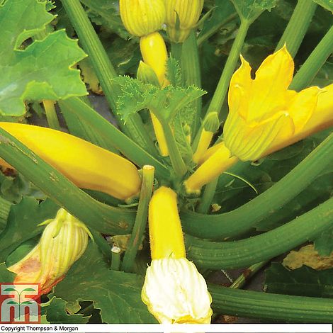 Courgette 'Orelia' F1 Hybrid