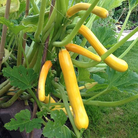 Courgette 'Shooting Star' F1 Hybrid