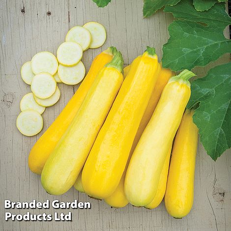 Courgette 'Butterstick' F1 Hybrid