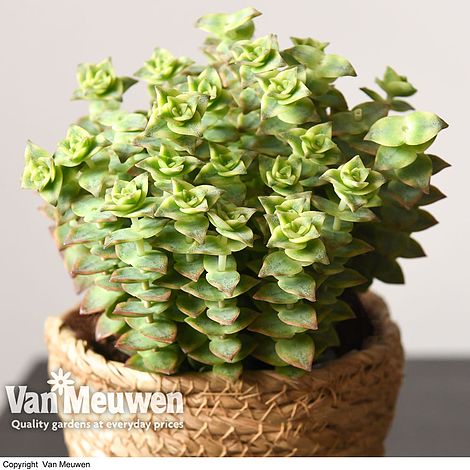 Crassula perforata (House plant)