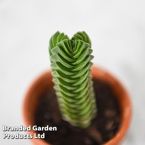 Crassula 'Buddha's Temple'