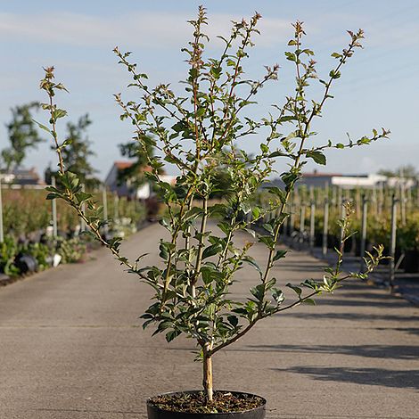 Crataegus grignonensis