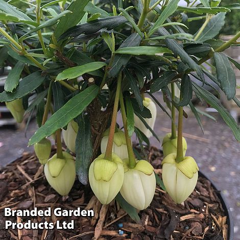 Crinodendron 'Alf Robbins'