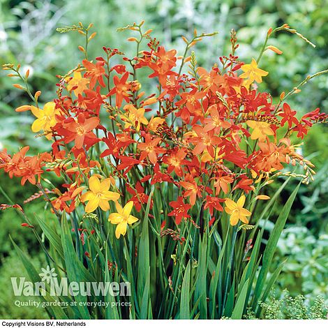 Crocosmia Mixed