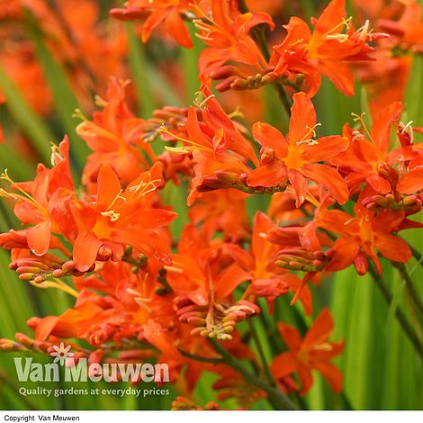 Crocosmia 'Spitfire'