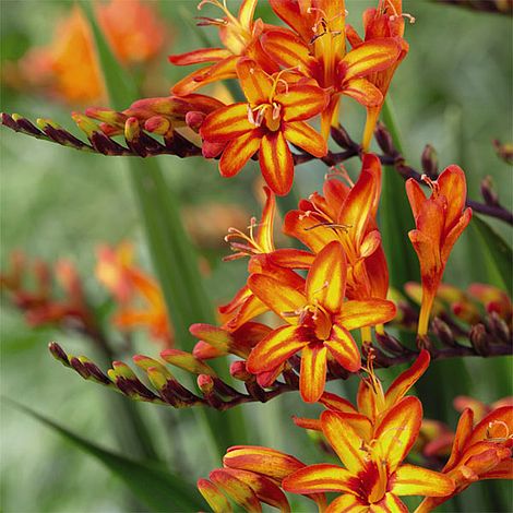 Crocosmia 'Firestarter' (Firestars Series)