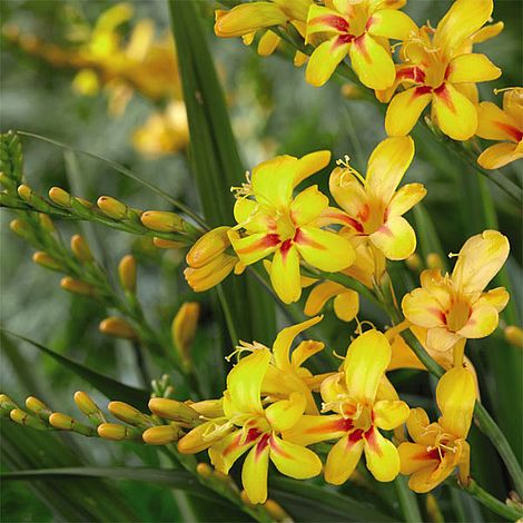 Crocosmia 'Hot Spot' (Firestars Series)