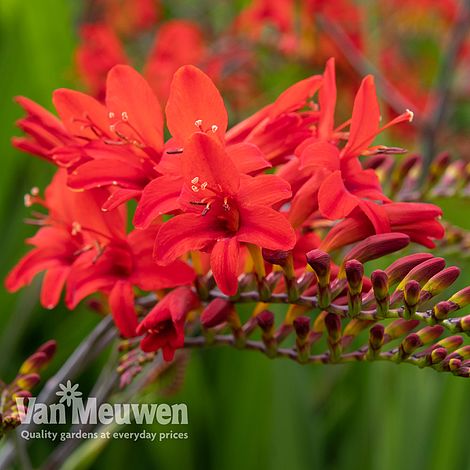 Crocosmia 'Lucifer'