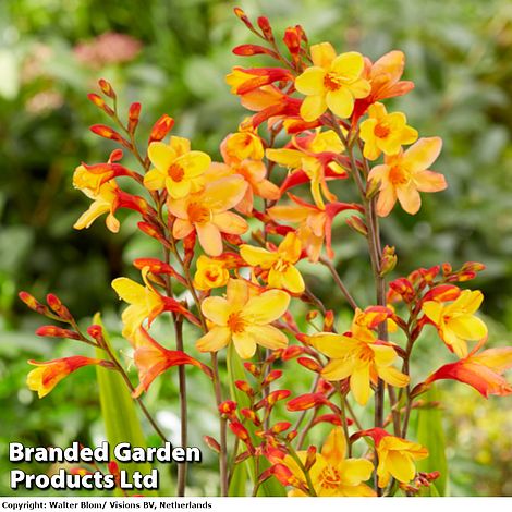 Crocosmia 'Harlequin'