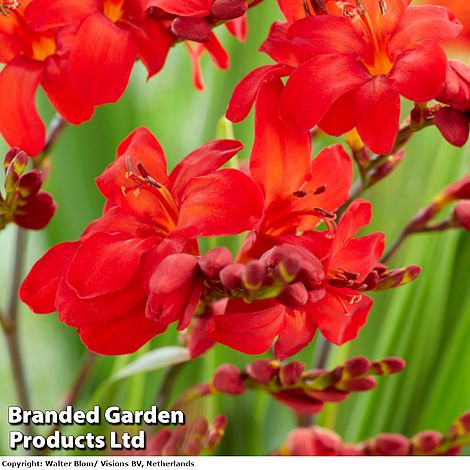 Crocosmia 'Walberton Scarlet'