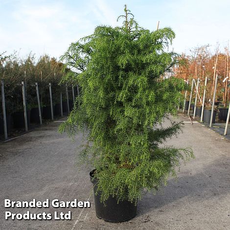 Cryptomeria japonica 'Elegans Viridis'