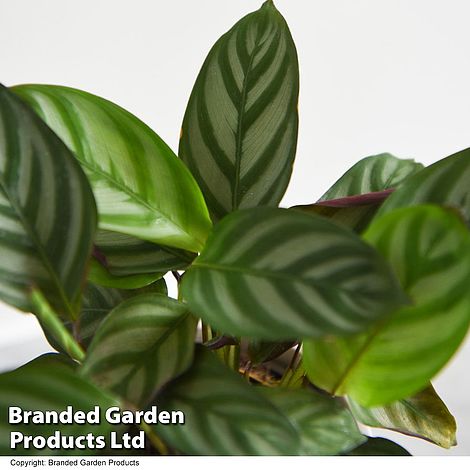 Ctenanthe oppenheimiana