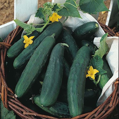 Cucumber 'Burpless Tasty Green' F1 Hybrid