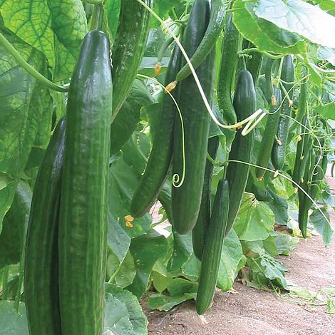 Cucumber 'Carmen' F1 Hybrid