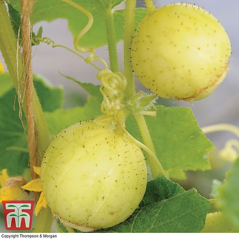 Cucumber 'Crystal Apple'