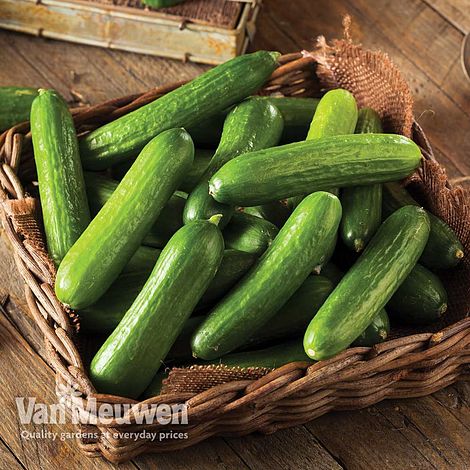 Cucumber 'Mini Stars' F1 Hybrid