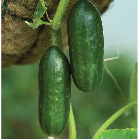 Cucumber 'Mini Munch' F1 Hybrid