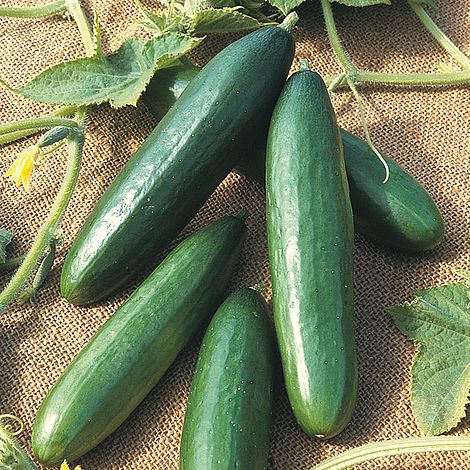 Cucumber 'Diva'