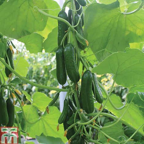 Cucumber 'Nimrod'