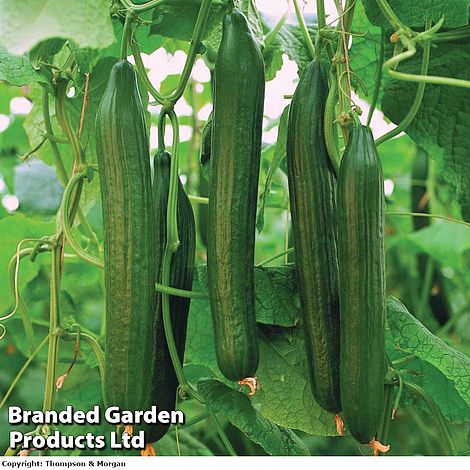 Cucumber 'Carmen' F1 Hybrid (Grafted)