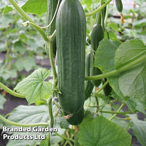 Cucumber 'Emilie' F1 Hybrid