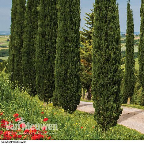 Italian Cypress Van Meuwen, Italian Cypress Tree Landscaping Ideas