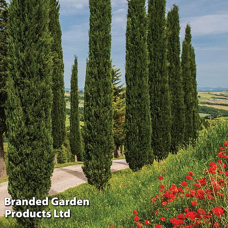 Italian Cypress