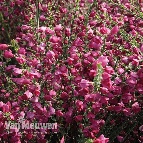 Cytisus 'Boskoop Ruby'