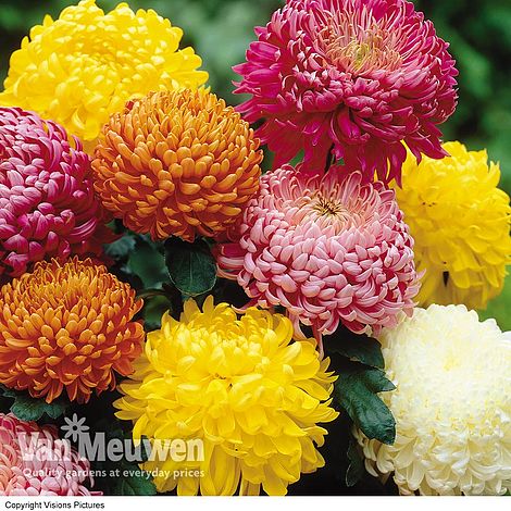 Resultado de imagen de Chrysanthemum