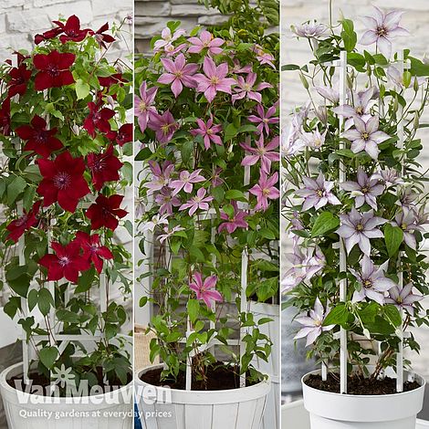 Clematis Patio Collection