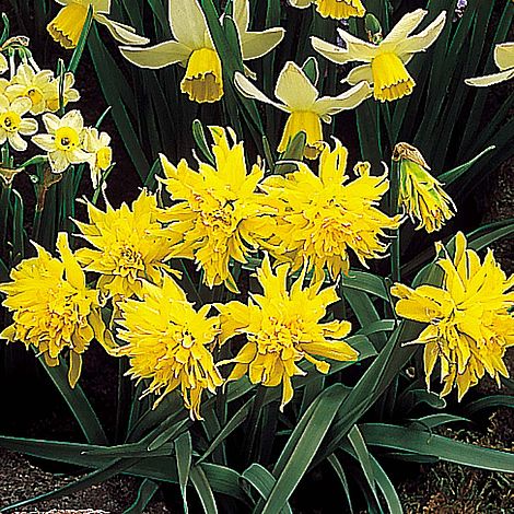 Daffodil 'Rip van Winkle'