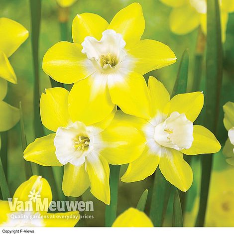 Daffodil jonquilla 'Pipit'