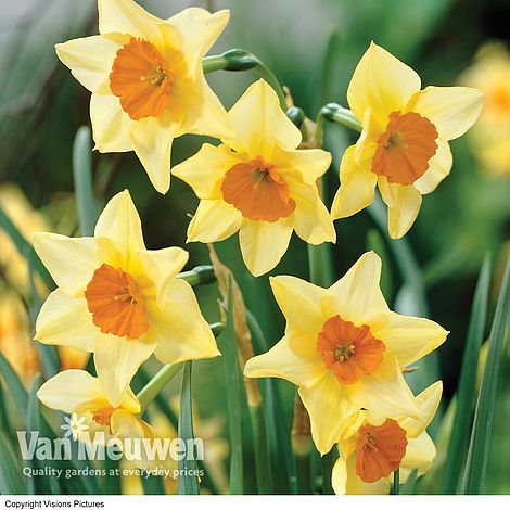 Daffodil jonquilla 'Suzy'